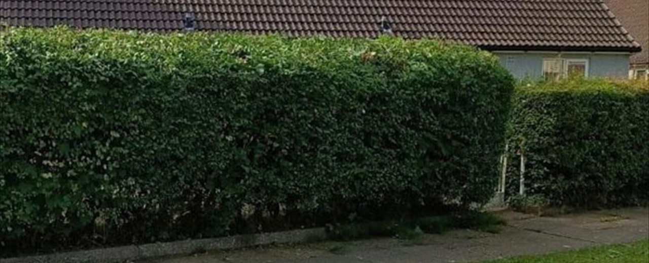 Hedge Maintenance